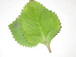 Oregano leaf